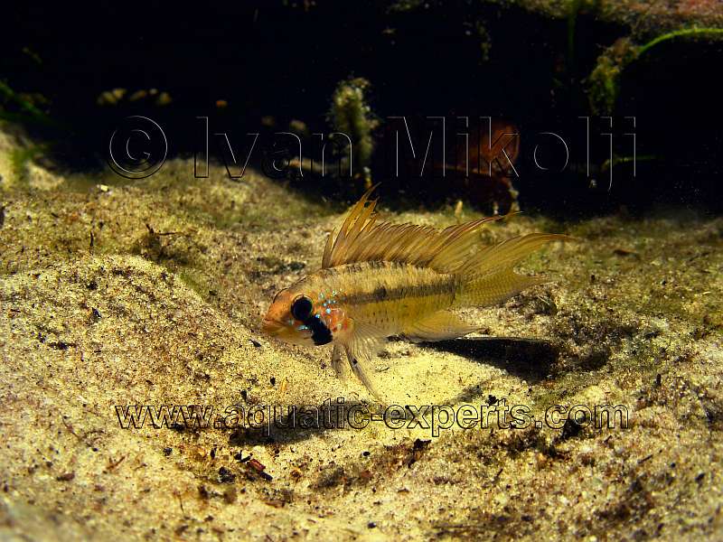 AQUARIUM FISH 16